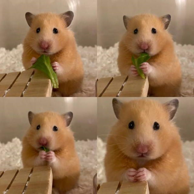 Animal Photos Snapped at the Perfect Time chipmunk