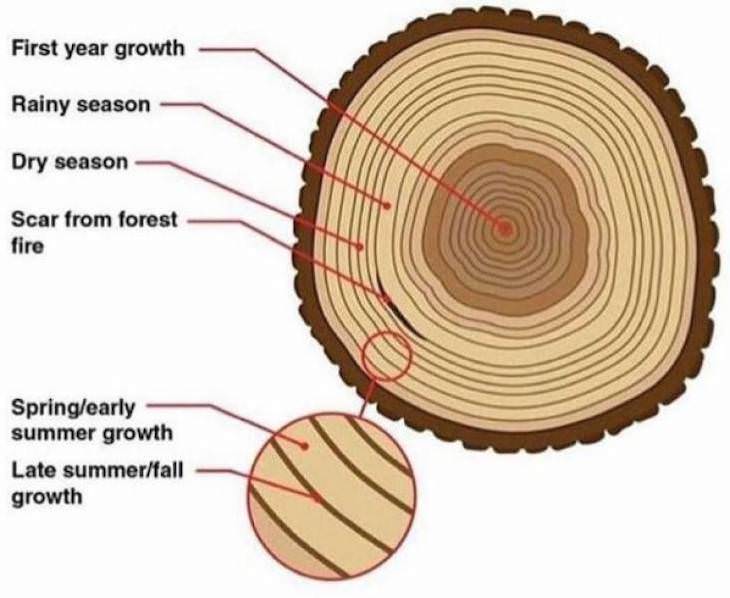 Handy Charts and Tables to Enrich Your Knowledge tree trunk rings