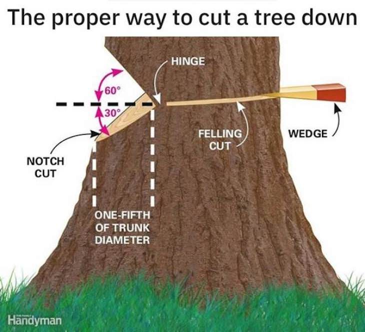 Handy Charts and Tables to Enrich Your Knowledge how to cut down trees