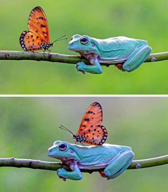 Animal Photos Snapped at the Perfect Time frog and butterfly