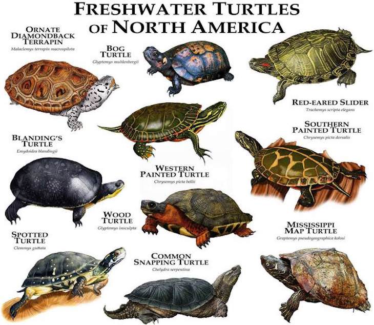 Handy Charts and Tables to Enrich Your Knowledge turtles of north america