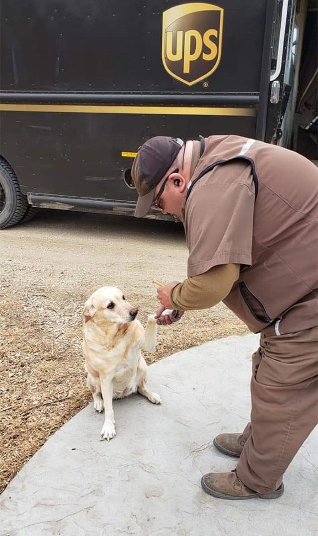 UPS Drivers Take Pictures With Dogs Mandy barks like crazy when Carlos drives into the yard, she waits expectantly for him to step out of the truck!!  She offers her paw to shake and then she gets her treat!! 