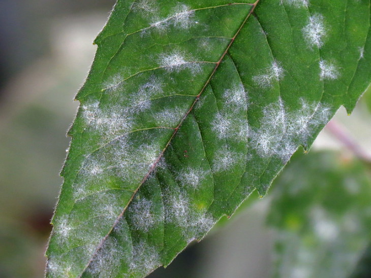Common Plant Diseases Powdery Mildew