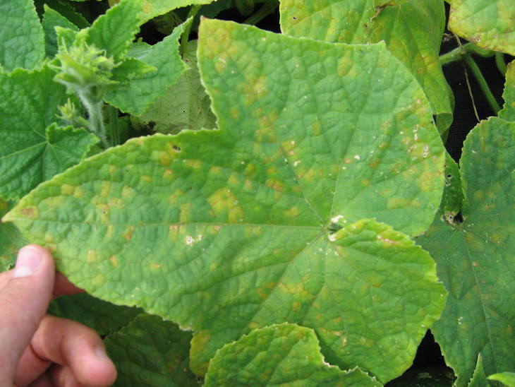 Common Plant Diseases Downy Mildew