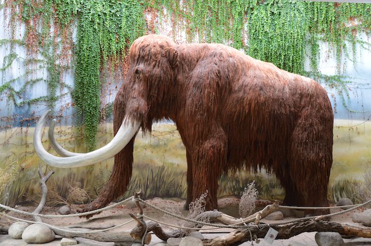 Shocking Historical Discoveries Made Since 2001 mammoth