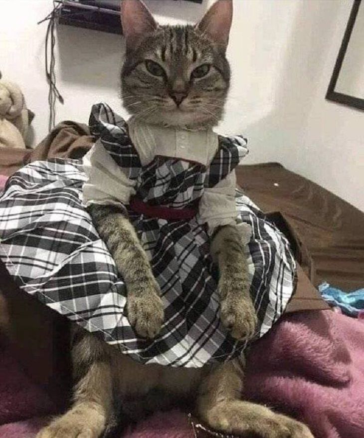 Funny Animals, cat, dress