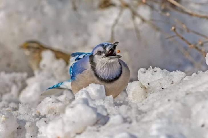 Perfectly Times Photos birds