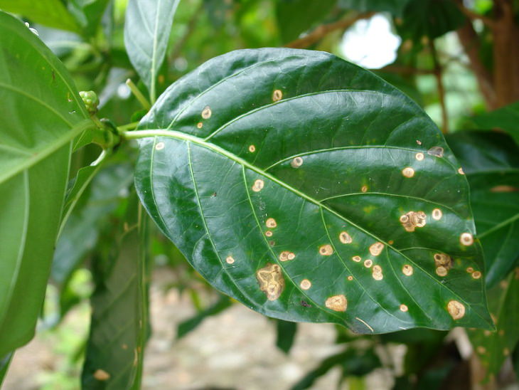 Common Plant Diseases Anthracnose