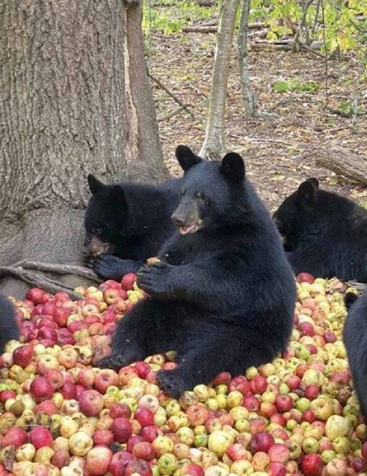 Funny Animals, bear