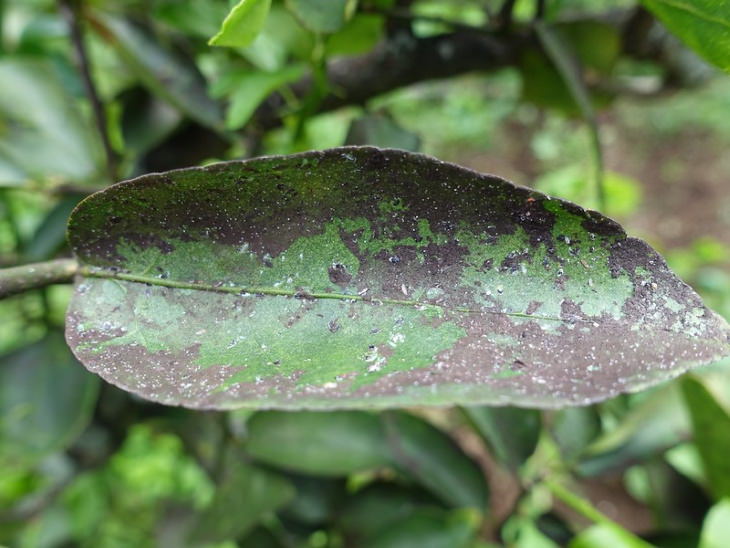 Common Plant Diseases Mold