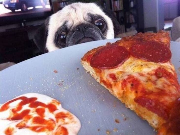 Funny Animals, pizza