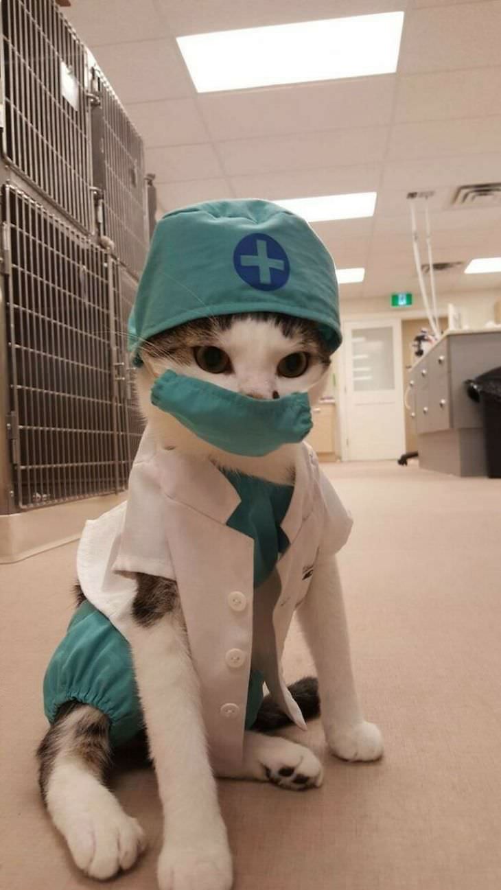 Cute Cats Who Have Day Jobs nurse