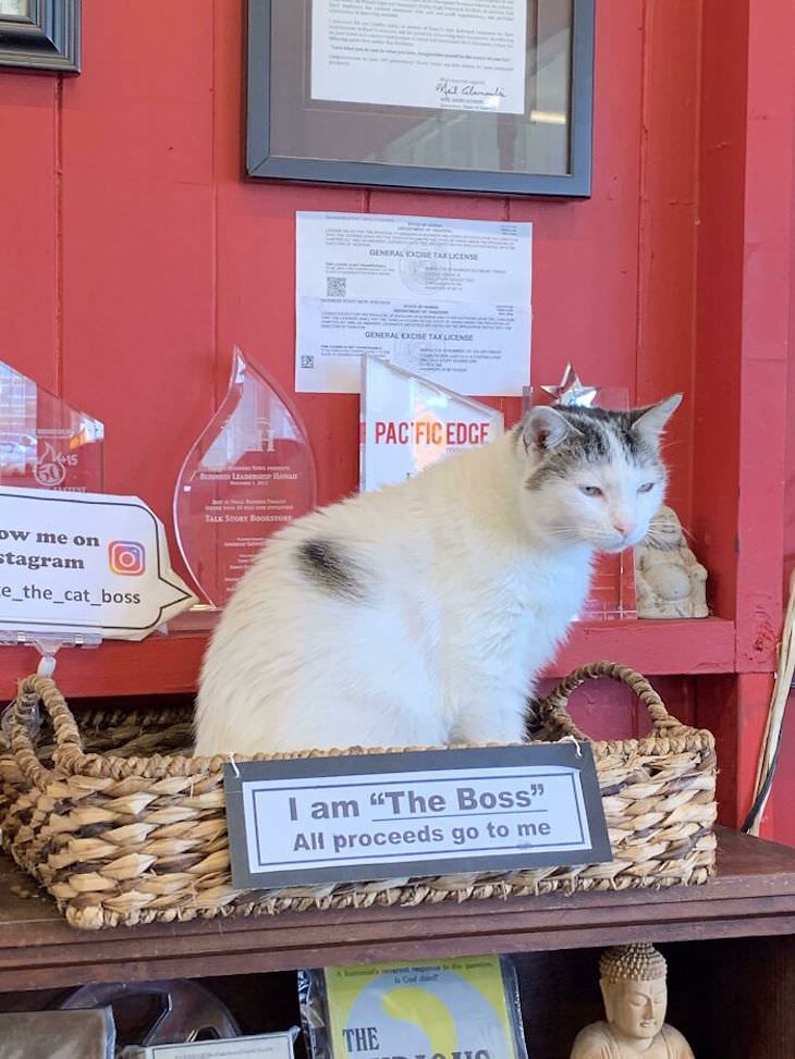 Cute Cats Who Have Day Jobs bookshop boss