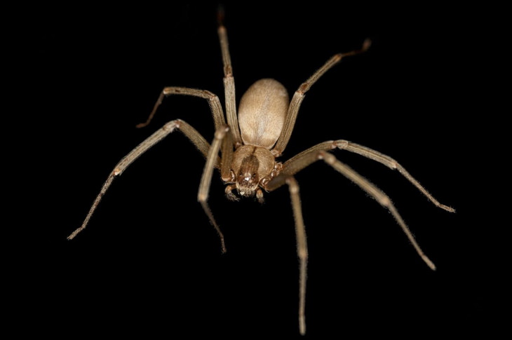 Spider Bites Brown Recluse (Loxosceles reclusa)