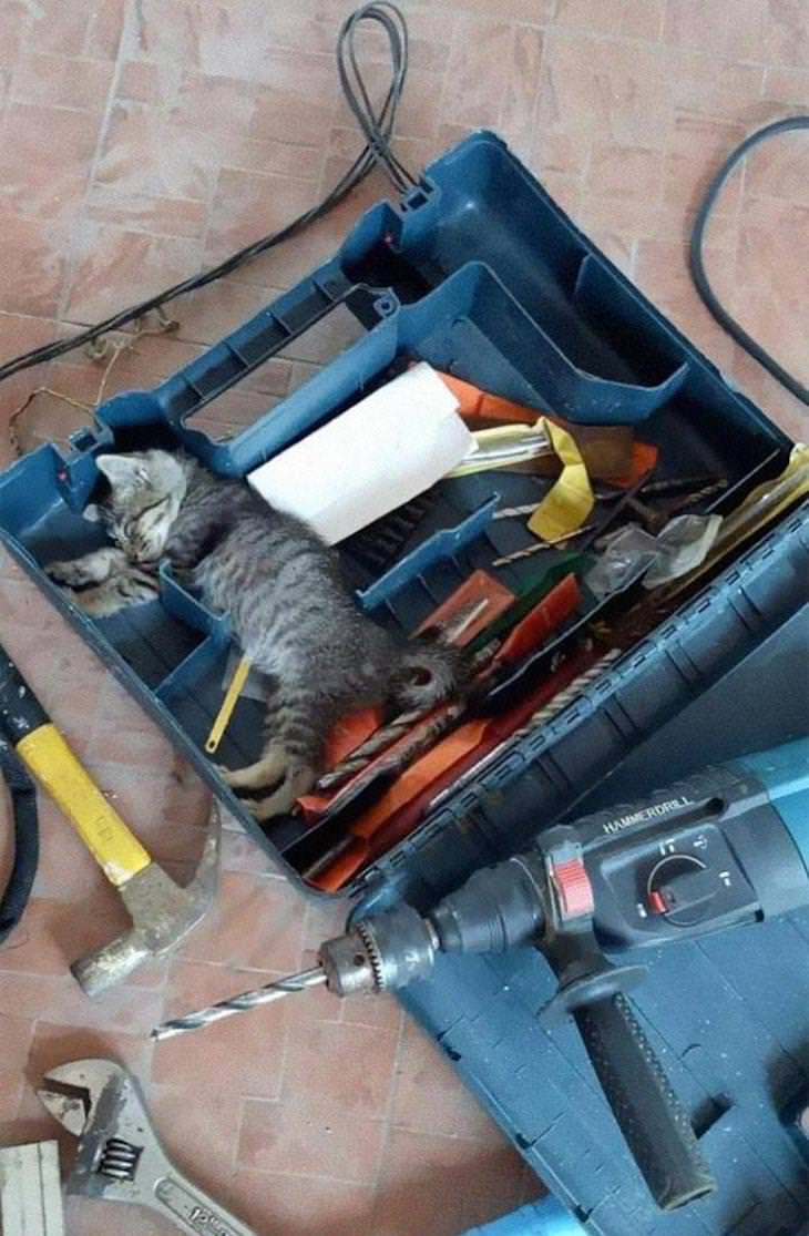 Cute Cats Who Have Day Jobs repair kitty