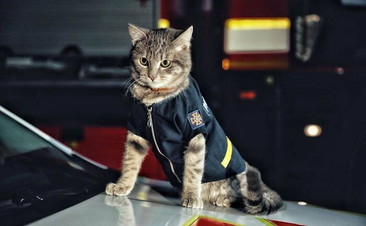 Cute Cats Who Have Day Jobs firefighter