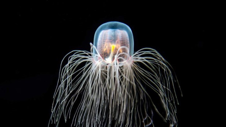 Blood-Curdling Facts jellyfish