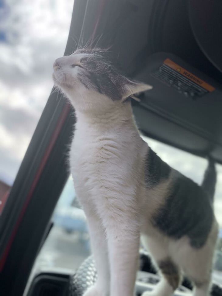 Cute Cats Who Have Day Jobs trucker