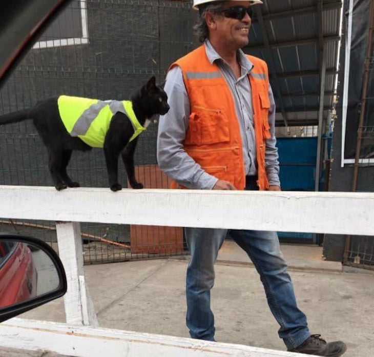 Cute Cats Who Have Day Jobs construction worker