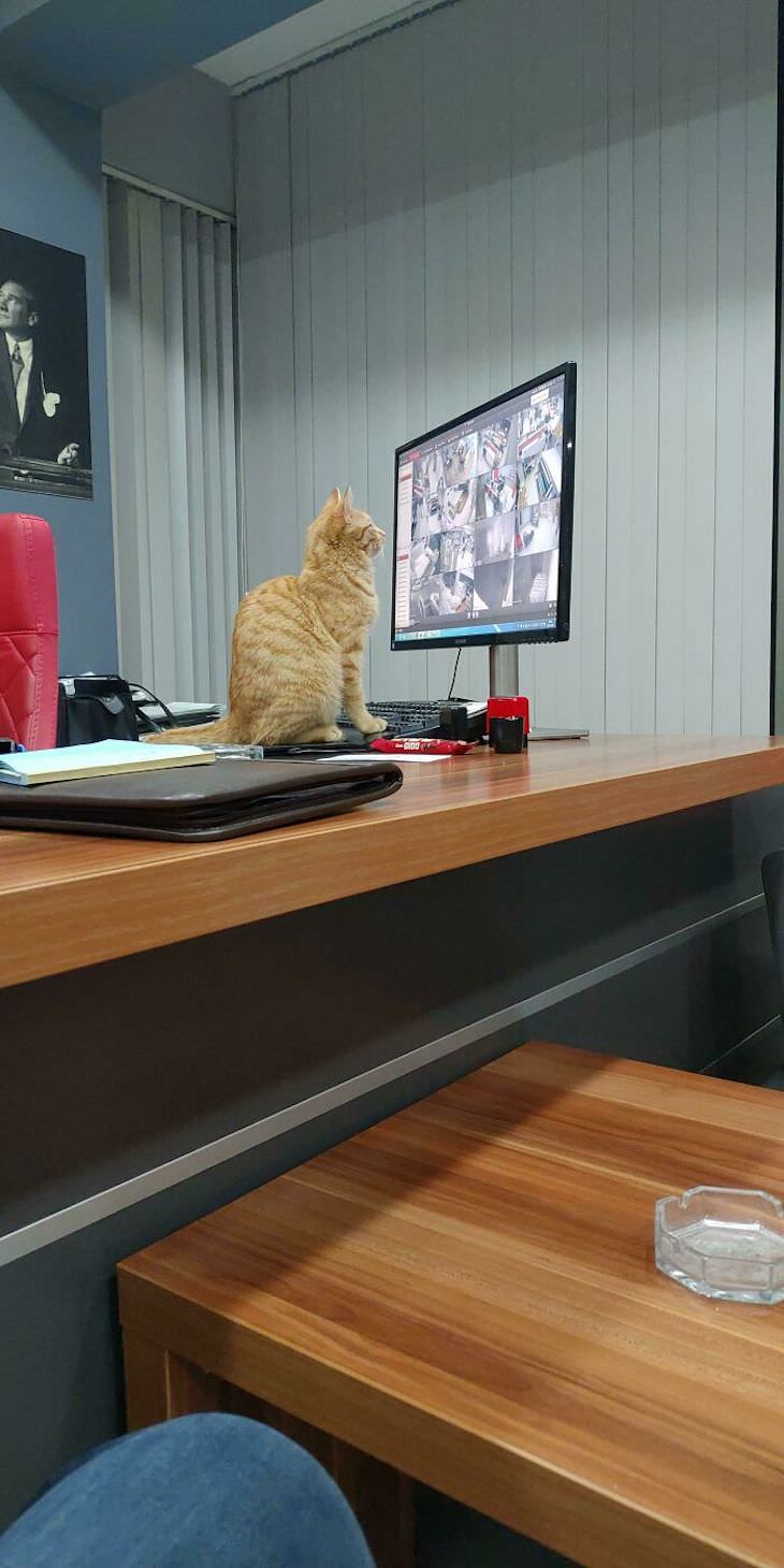 Cute Cats Who Have Day Jobs head of security