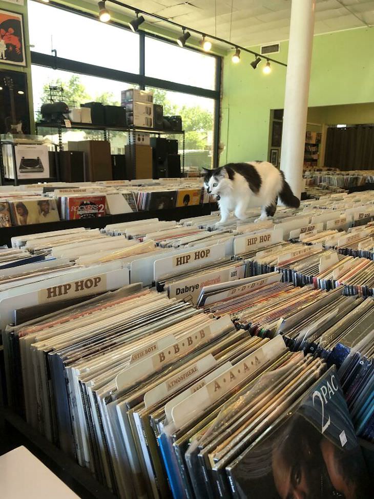 Cute Cats Who Have Day Jobs record shop cat