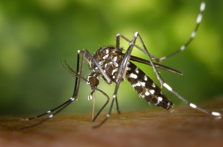 Blood-Curdling Facts Mosquitoes