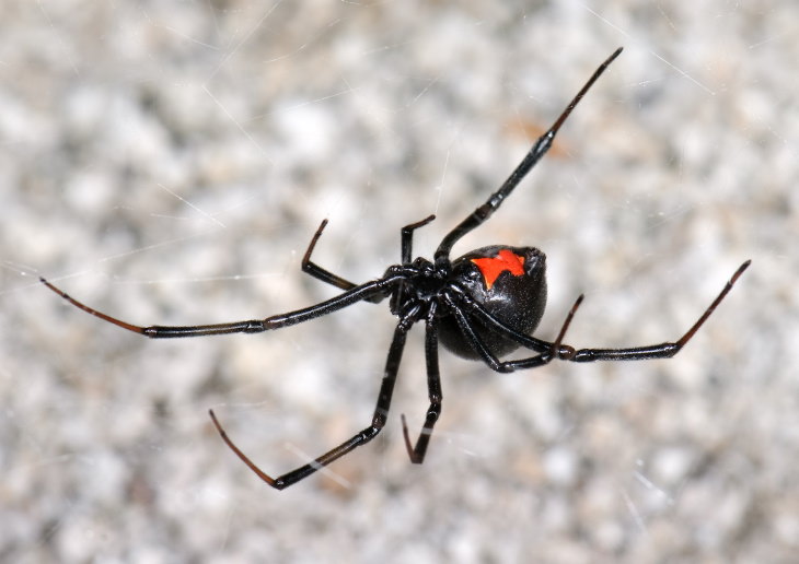  Spider Bites  Black Widow (Latrodectus mactans)