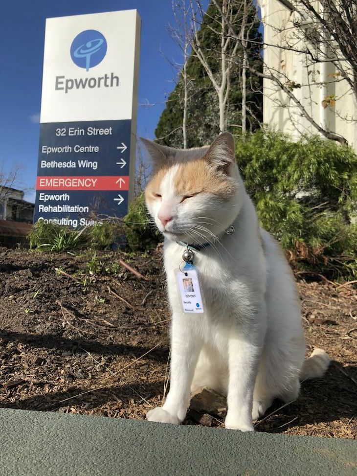 Cute Cats Who Have Day Jobs hospital security cat