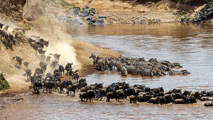 Facts about the African Savanna, the Great Migration