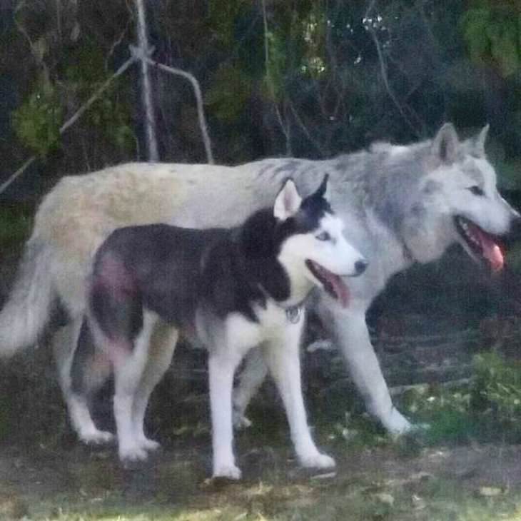 Eye Opening Comparison Images  A husky next to a wolf