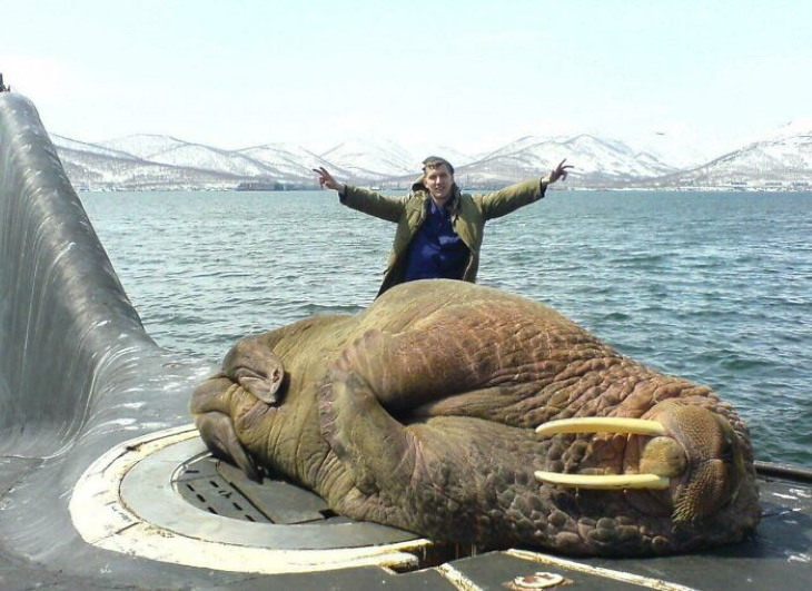 20 Unusually Large Animals giant walrus