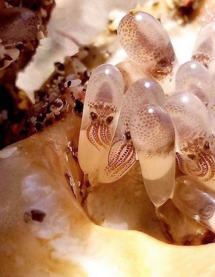 Extraordinary and Poignant Images Baby octopuses still in their eggs