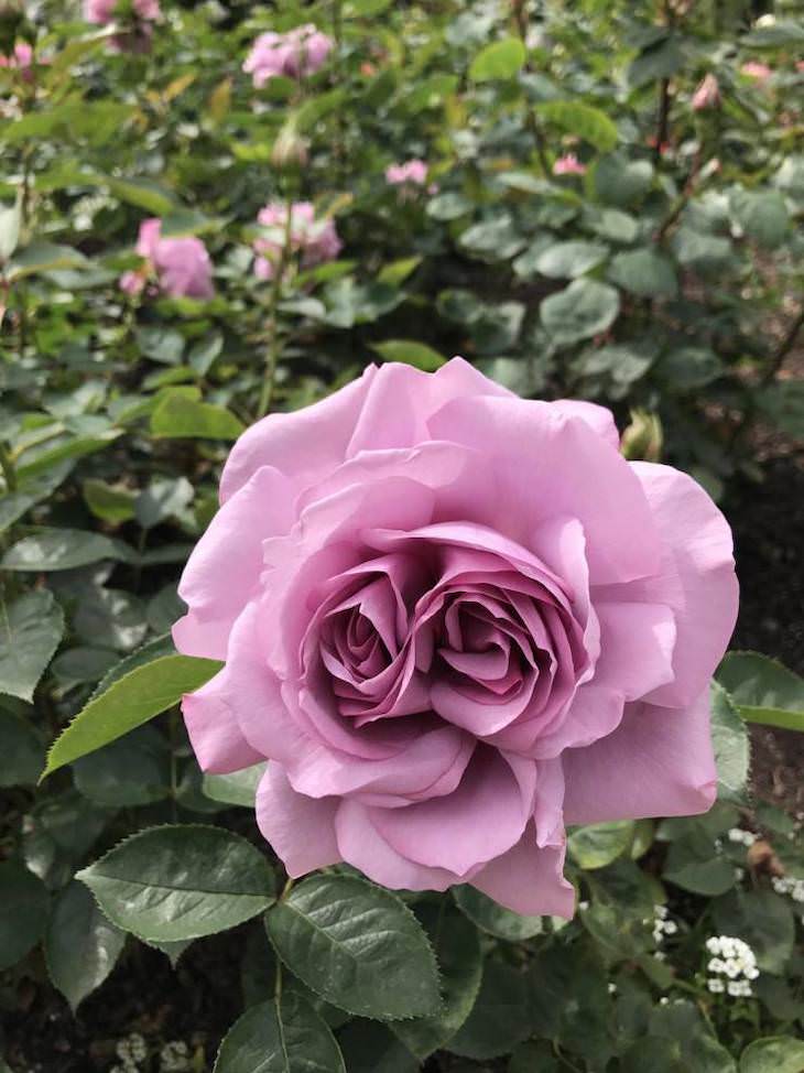 Extraordinary and Poignant Images Two roses in one