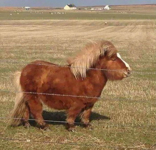 20 Unusually Large Animals pony