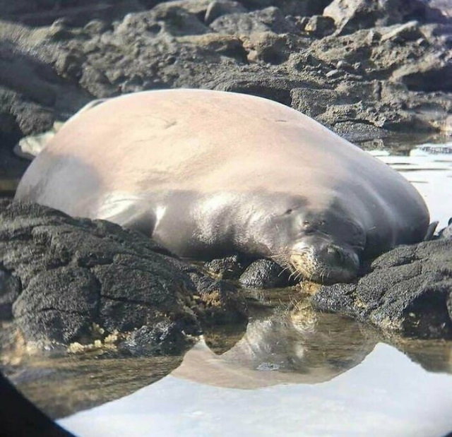 20 Unusually Large Animals seal