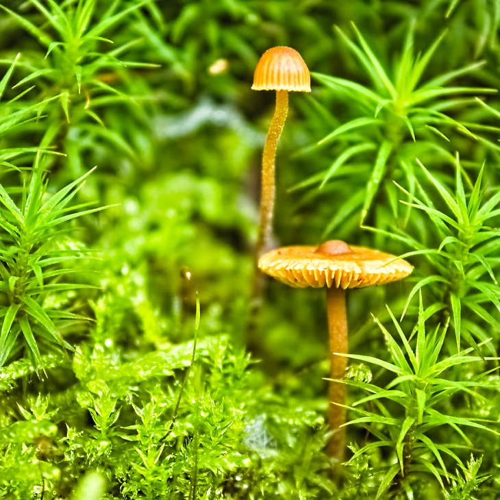 Macro Pics, Wild Mushrooms 