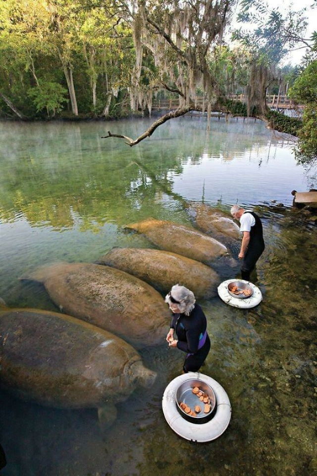 20 Unusually Large Animals manatees