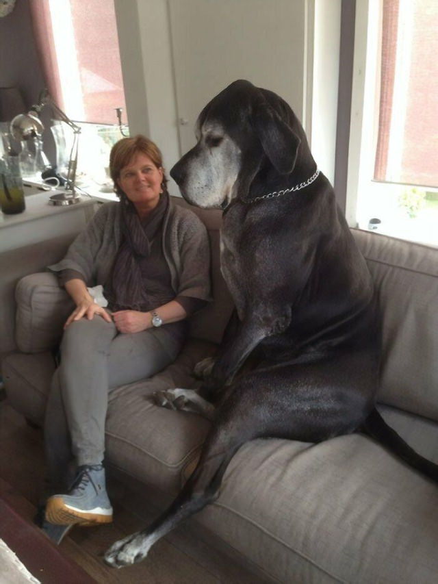 20 Unusually Large Animals dog next to lady
