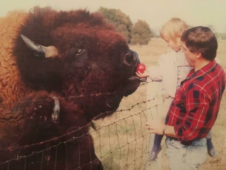 20 Unusually Large Animals buffalo