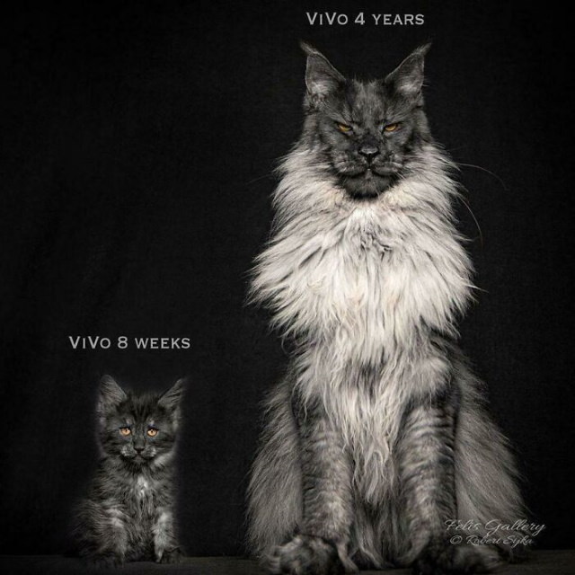 20 Unusually Large Animals Vivo Maine Coon