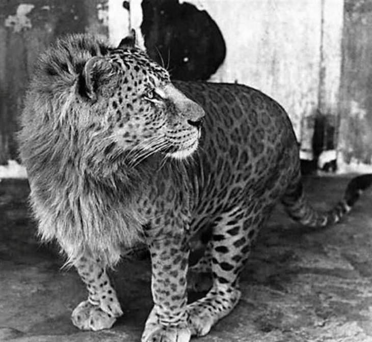 Extraordinary and Poignant Images leopon