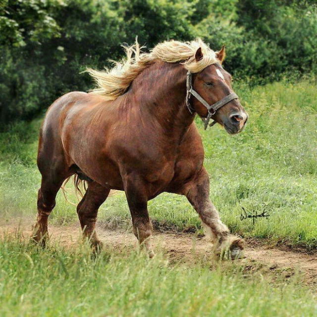 20 Unusually Large Animals muscular horse
