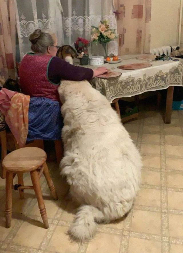 20 Unusually Large Animals big white dog