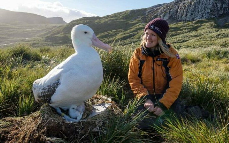 20 Unusually Large Animals albatross