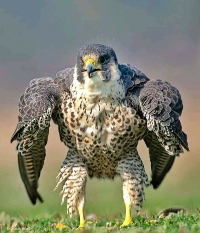20 Unusually Large Animals Peregrine Falcon