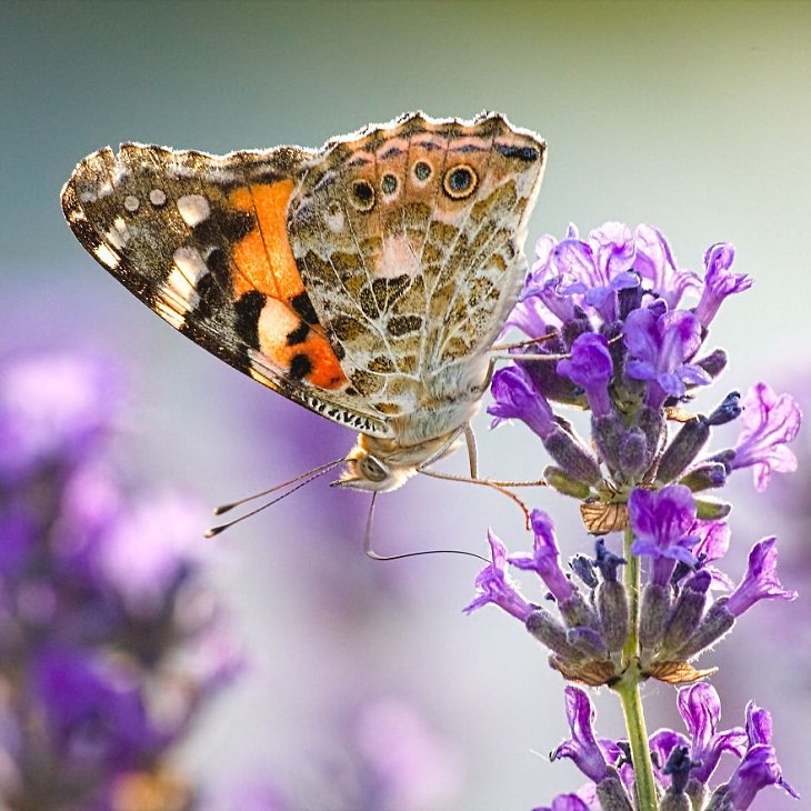 Macro Pics, Butterfly On Lavender