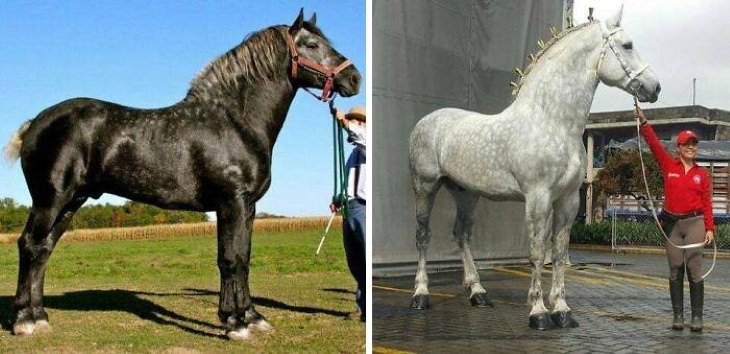 20 Unusually Large Animals Gray Percheron horse