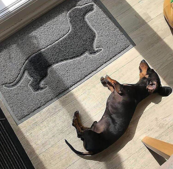 15 Hilariously Creative Doormats Sausage dog doormat