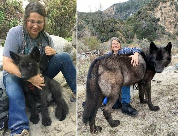 20 Unusually Large Animals dog two years apart