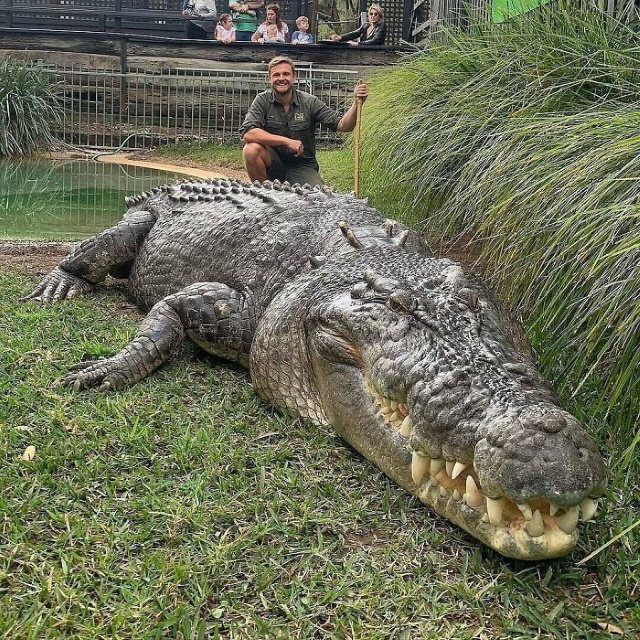 20 Unusually Large Animals saltwater crocodile